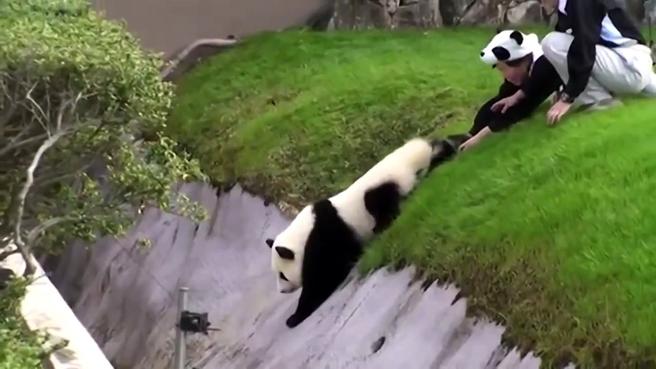 I want to work in a Japanese zoo   ( Хочу работать в японском зоопарке )