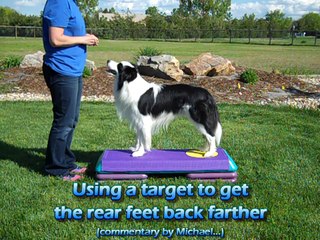 Canine Conditioning with an Aerobic Step