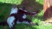 Ruffed lemur looking very relaxed in the sun