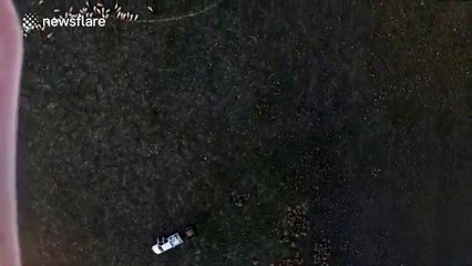 Sheep farmer has a bit of rude fun with a drone