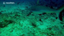 Scuba divers have a really close encounter with a massive tiger shark