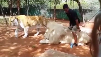 Playing With Dangerous Animals-whatsapp videos