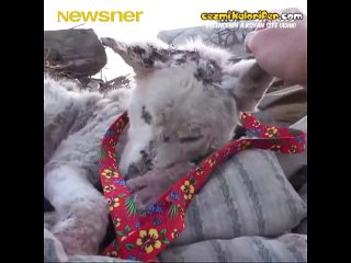 Bir Sokak Köpeğinin Hayatına Sihirli Deynek Gibi Etki Eden Güzel İnsan