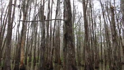 Cajun Encounters Swamp Tours in Louisiana - Swimming Pigs!