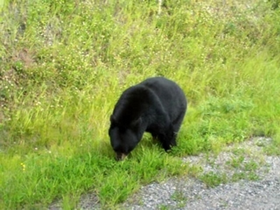 Ours noir-Aout 2006