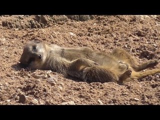 Cute Meerkat Photobomb During Sunbathing Shoot