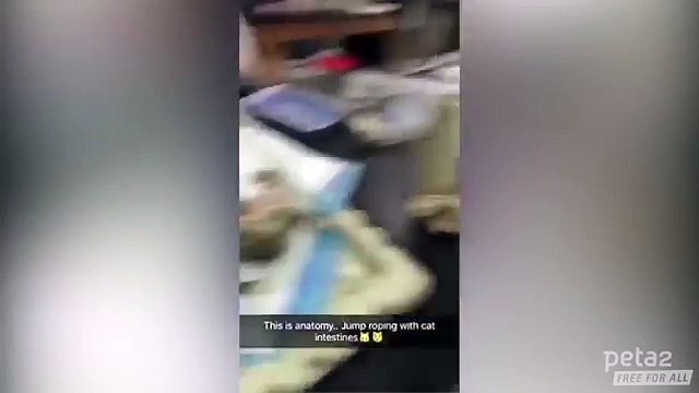 Jouer à la corde à sauter avec les intestins d'un chat