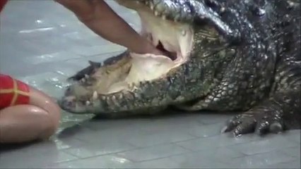 Spectacle de crocodiles a Pattaya en Thailande