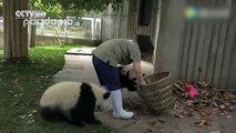 Deux jeunes pandas mènent la vie dure à une soigneuse