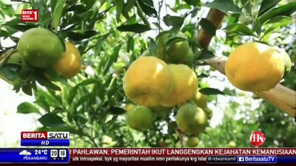 DK Show: Manisnya Buah Lokal #2