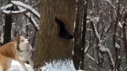 Squirrel Trolling Husky