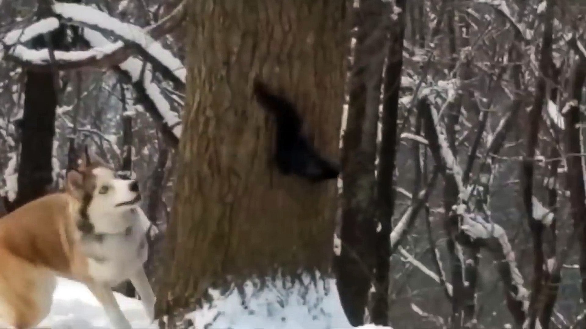 ⁣Squirrel Trolling Husky