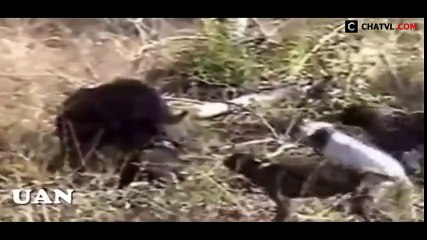 Đàn chó pitbull cắn nhau sinh tử với lợn rừng hung dữ - Pitbull dog vs boar