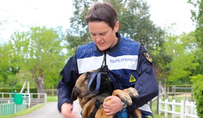 Euro 2016 : les chiens, alliés des gendarmes dans la lutte antiterroriste