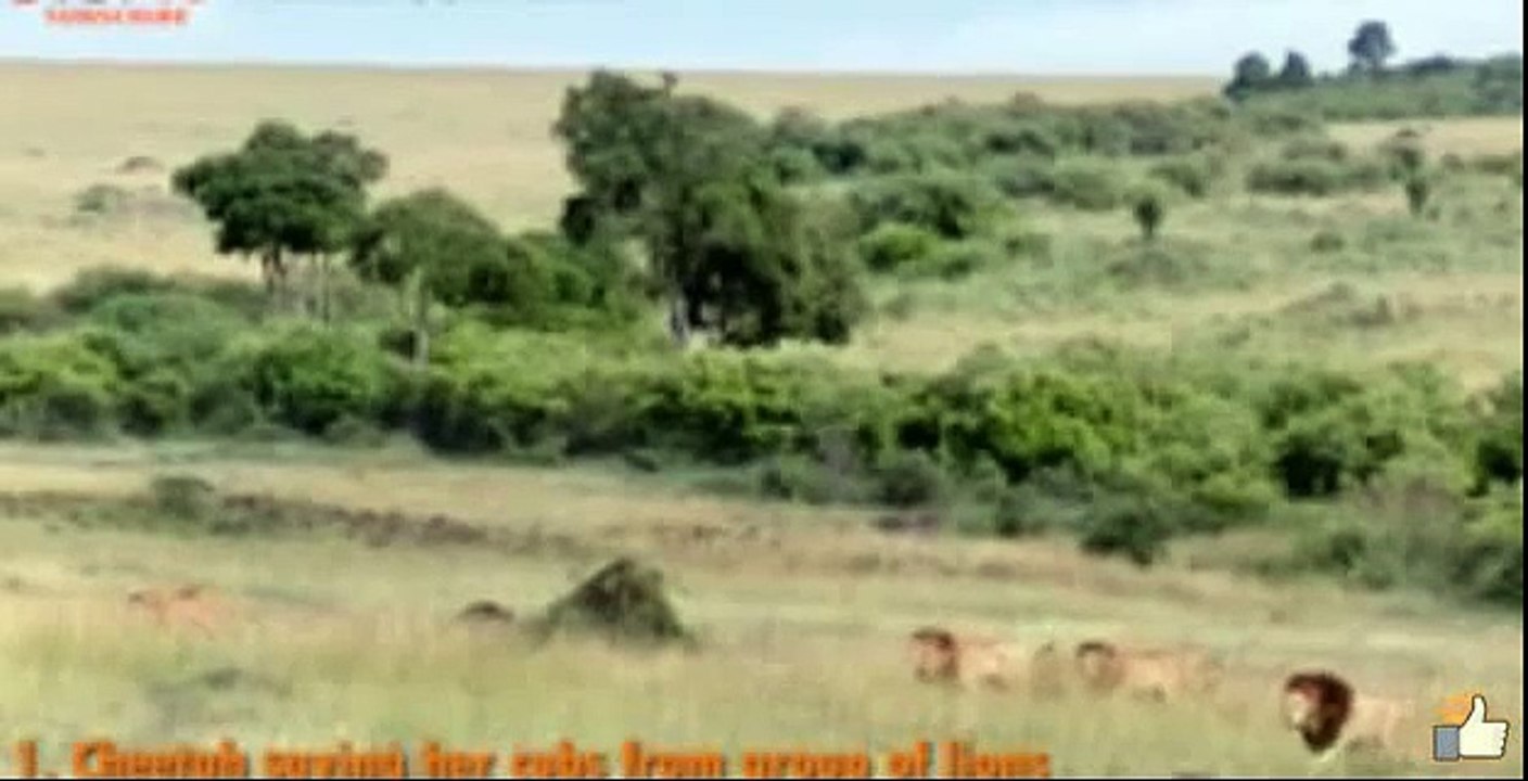 THE TOP 10 TOP 10 ANIMALS SAVE THEIR CHILD FROM DEATH Amazing Animals save calf from death