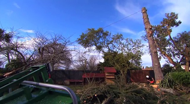 Stump Humper Stump Grinder