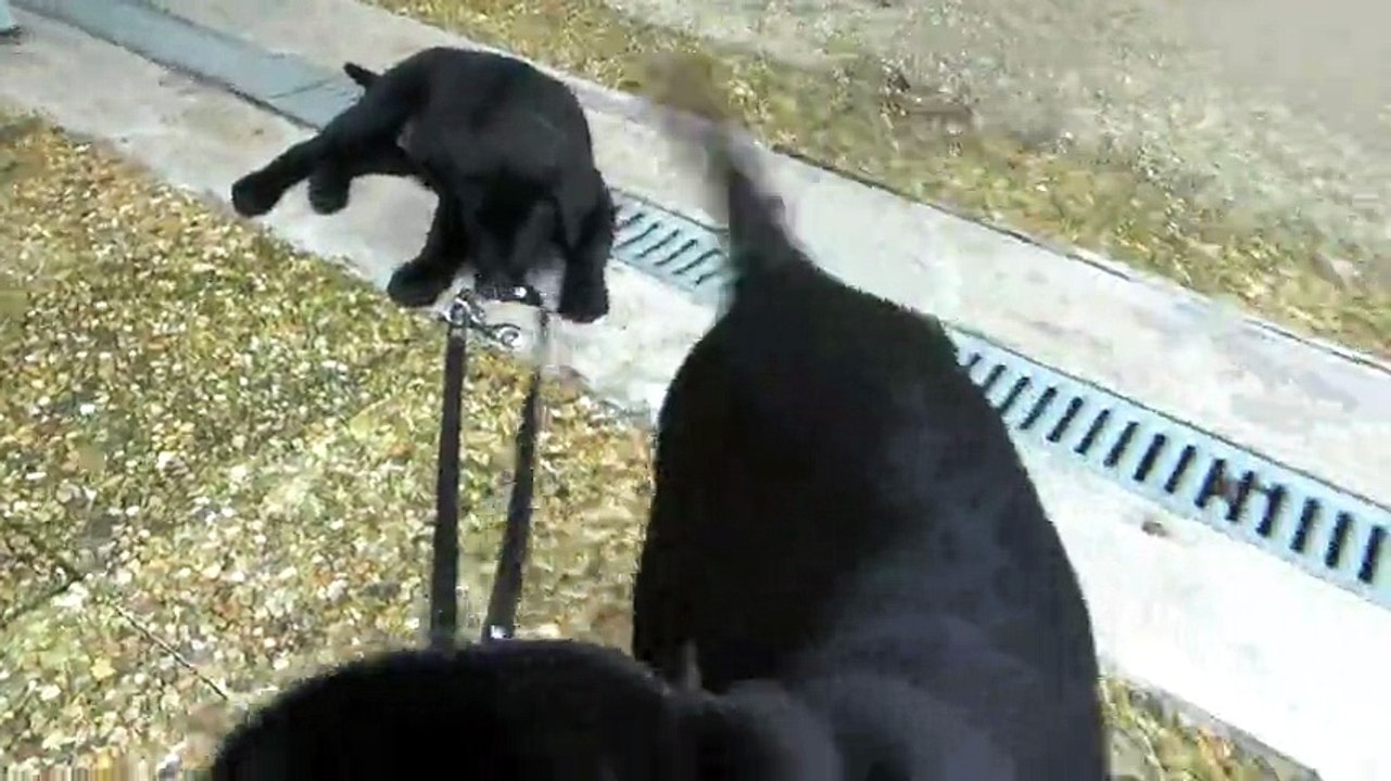 2 nouveaux élèves chien guides