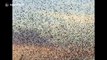 Hundreds of starlings fly in mesmerising murmuration