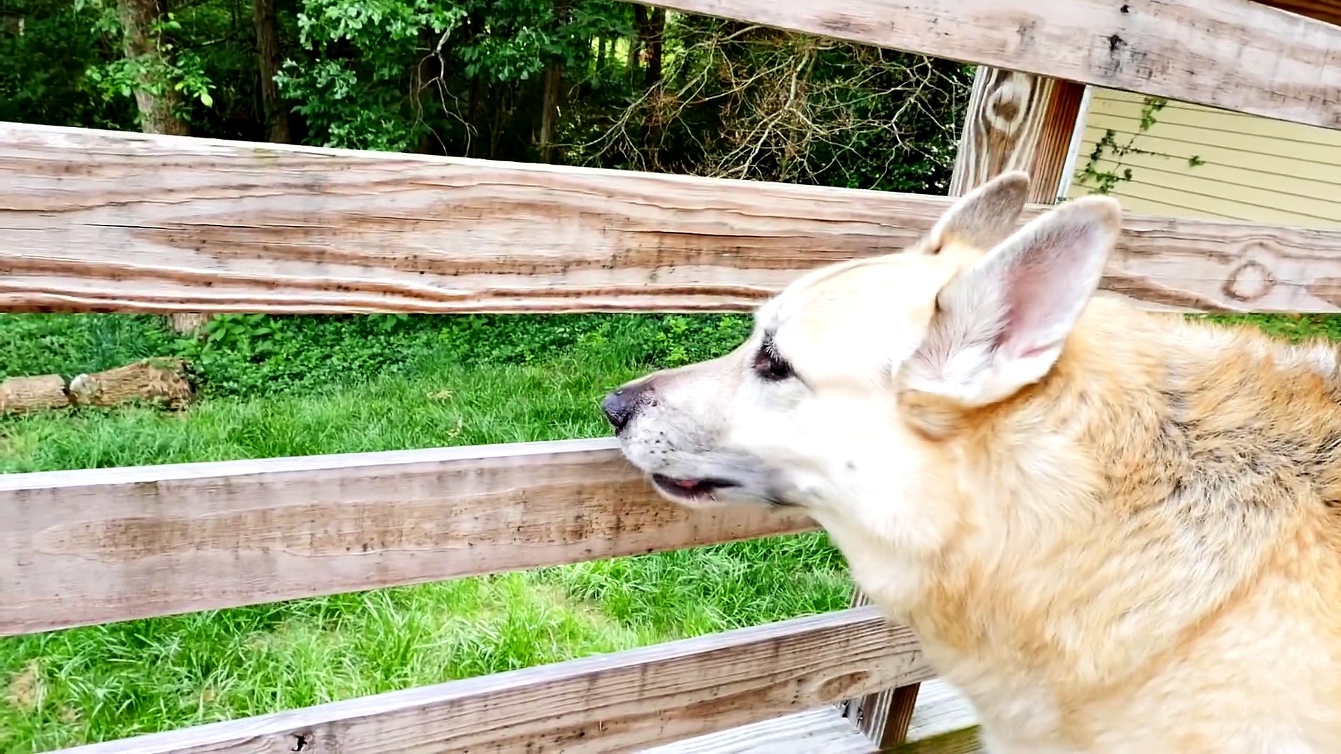 ⁣Cher Bear Toys Pets German Shepherd Best Tricks 2016 Dog Pet Videos With ZerO From DCTC