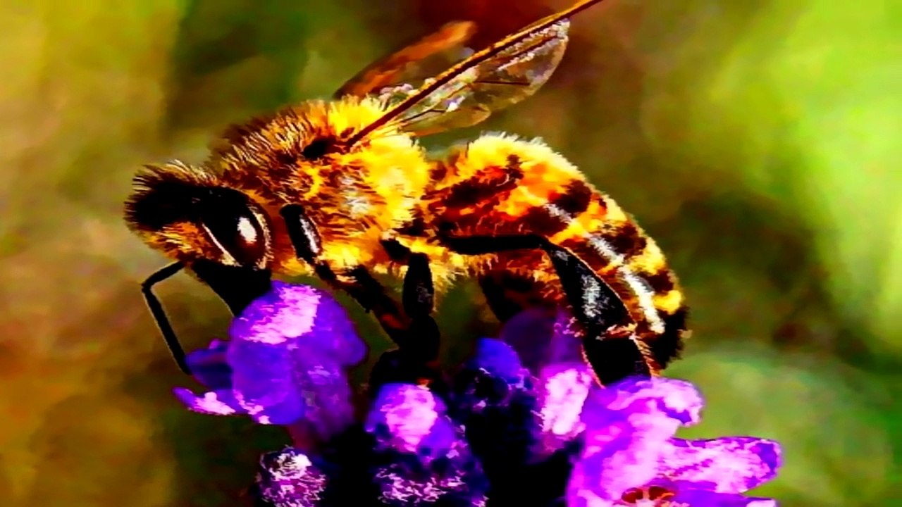 İnsanlar Tarafından İdam Edilen 10 Hayvan