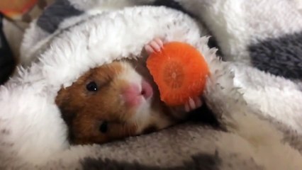 Nom Nom Nom Greedy Hams - Julien Randoulet