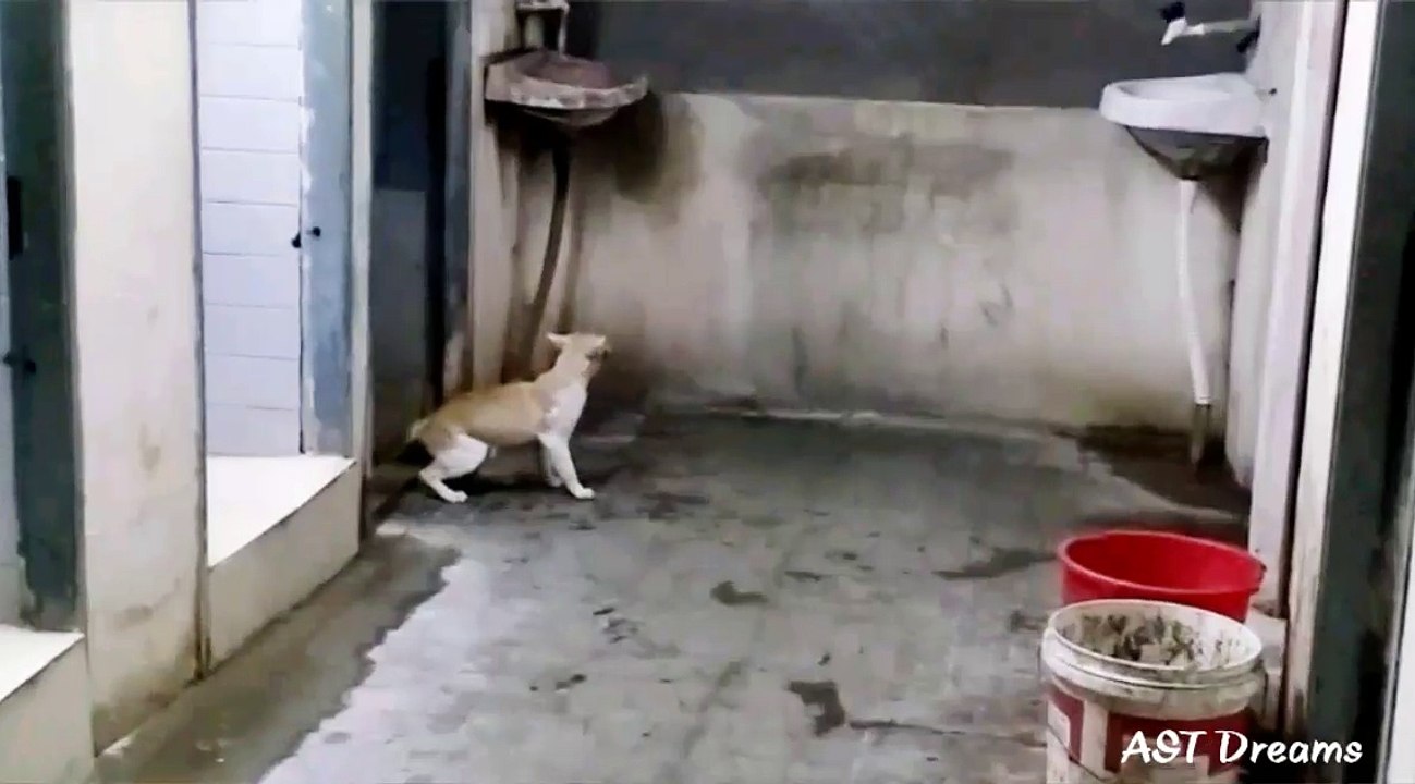 A cat catching rat inside our lodge