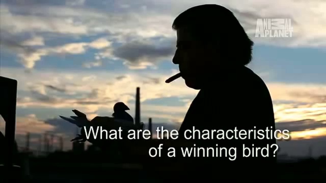 Taking on Tyson- How to Pick a Winning Pigeon