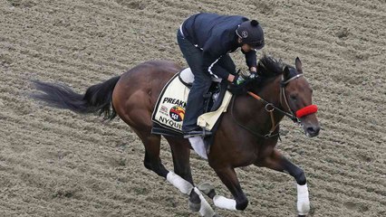 AP: Picks for the 141st Preakness Stakes