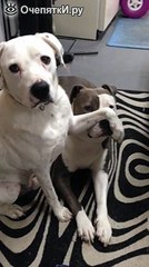 Крутые собаки и забавные видео приколы