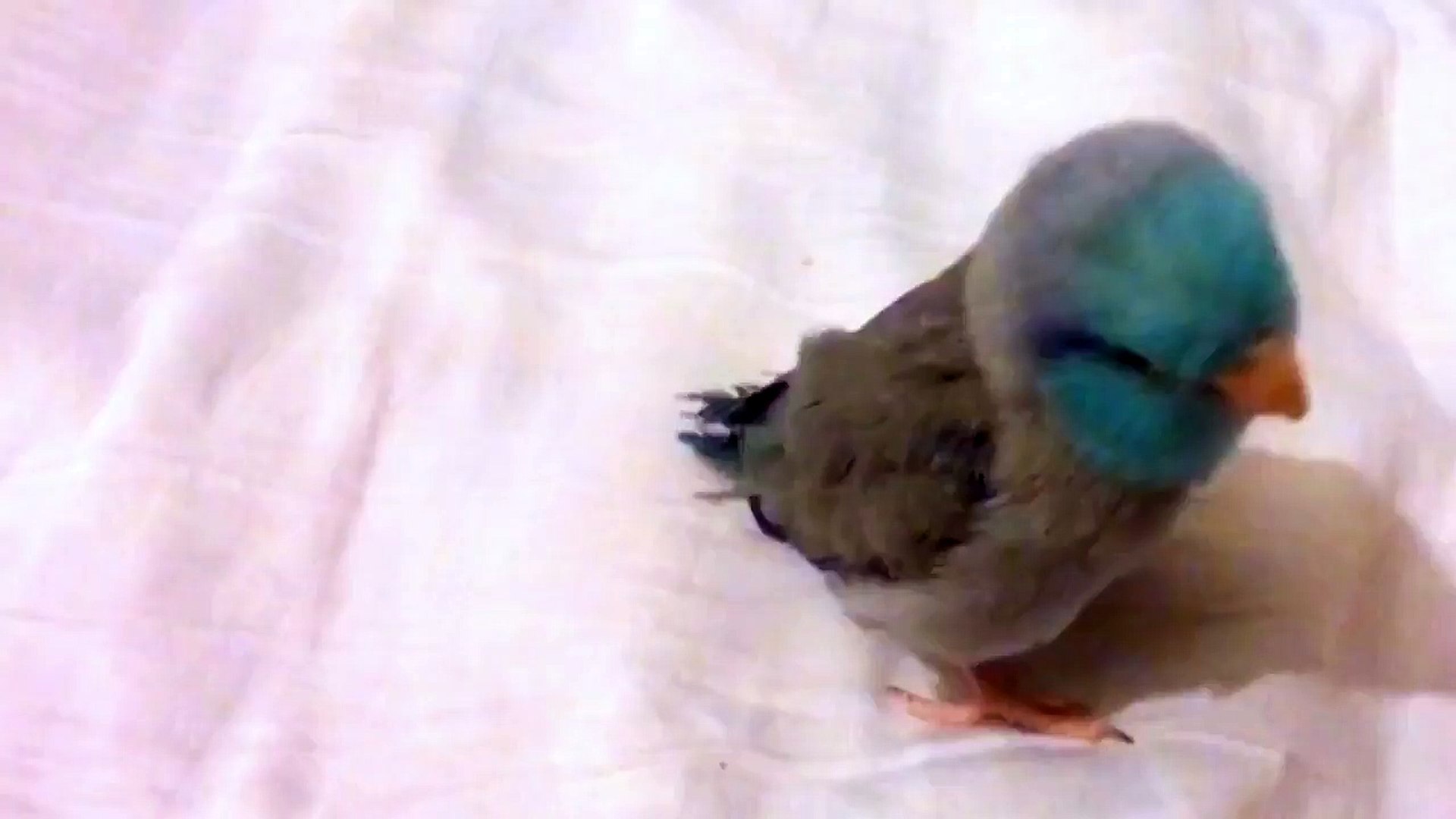 ⁣Dubstep Bird Original Video