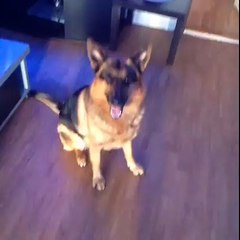 Балерун. Смешные приколы собаки