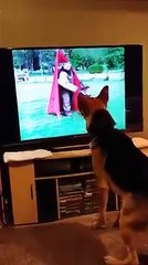 Болеет за своих. Смешные приколы собаки