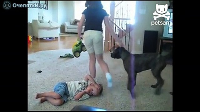 Неуклюжий пёсик сел на малыша :))