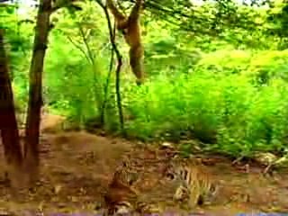 обезьяна и тигры очень прикольно ))