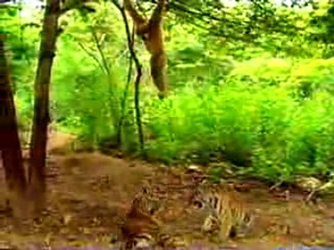 обезьяна и тигры очень прикольно ))