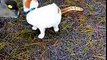 Ancient Chester cat stalked by Mini Zebu ( :(  R.I.P  Chester-died Jan 25,2016)