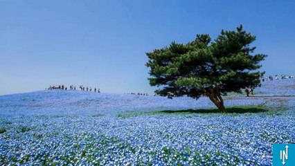 Il photographie le plus beau printemps sur Terre au Japon