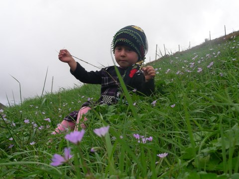 KASIMAĞZI KÖYÜ YEDİHARMAN YAYLA UŞAKLARI