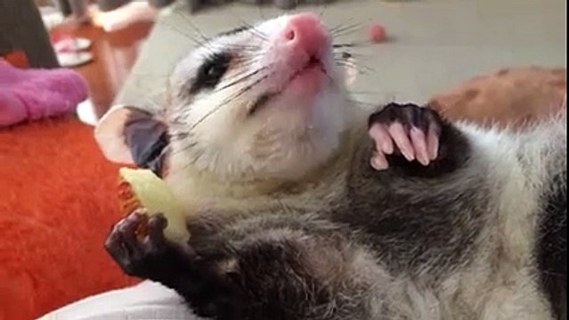 Когда жизнь удалась. Сute and funny animals