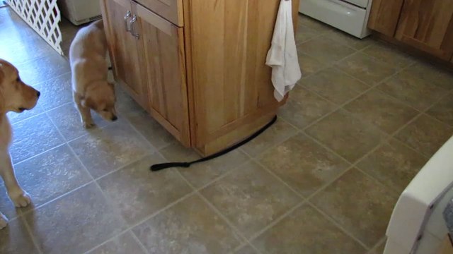 Golden Retriever Puppy Chases Her Leash In Circles