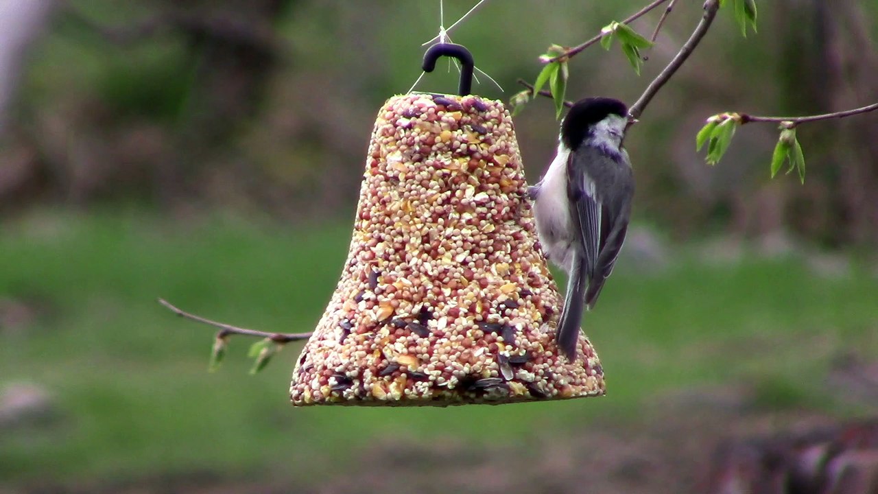oiseaux