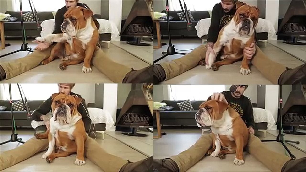 Musician Nic Smal Uses His Bulldog As An Instrument To Create Music