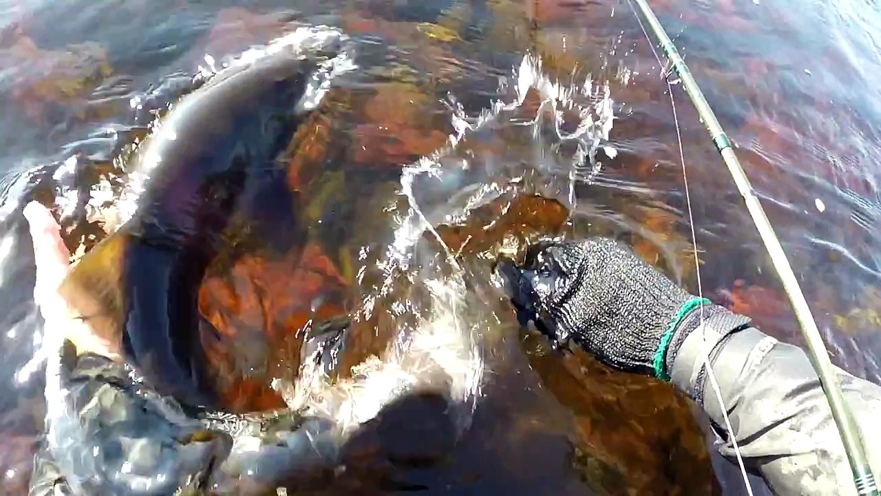 Atlantic Salmon Fishing Highlights Newfoundland - Fall 2015