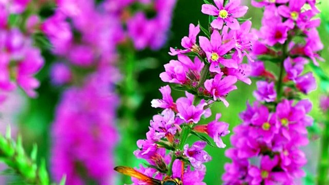 Liệu pháp điều trị biến chứng của phì đại tuyến tiền liệt