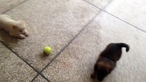 Central Asian puppy playing