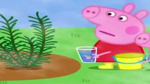 Peppa Pig Episodes Compilation // Perfume  -The Children's Fete