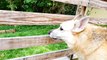 Cher Bear Toys Pets German Shepherd Best Tricks 2016 Dog Pet Videos With ZerO From DCTC