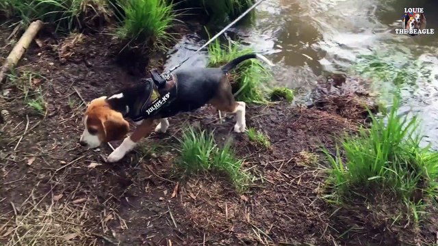 Beagle Puppy From 8 Weeks to 8 Months Cute Dog Marie