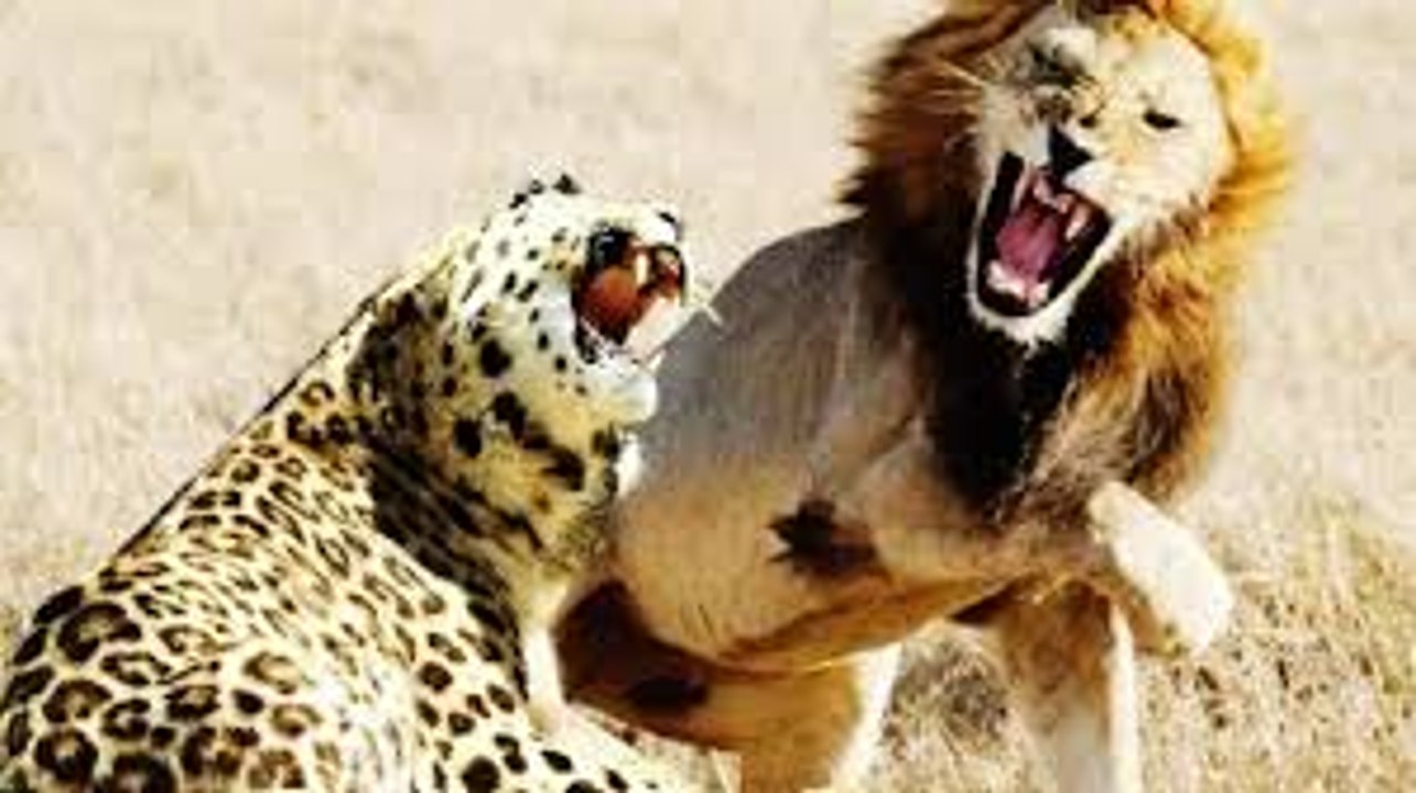 Jaguar vs Lion