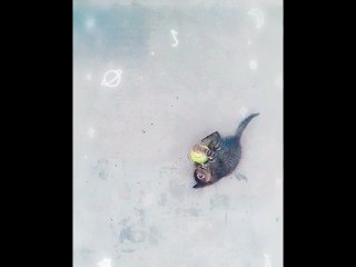Cat playing Ball